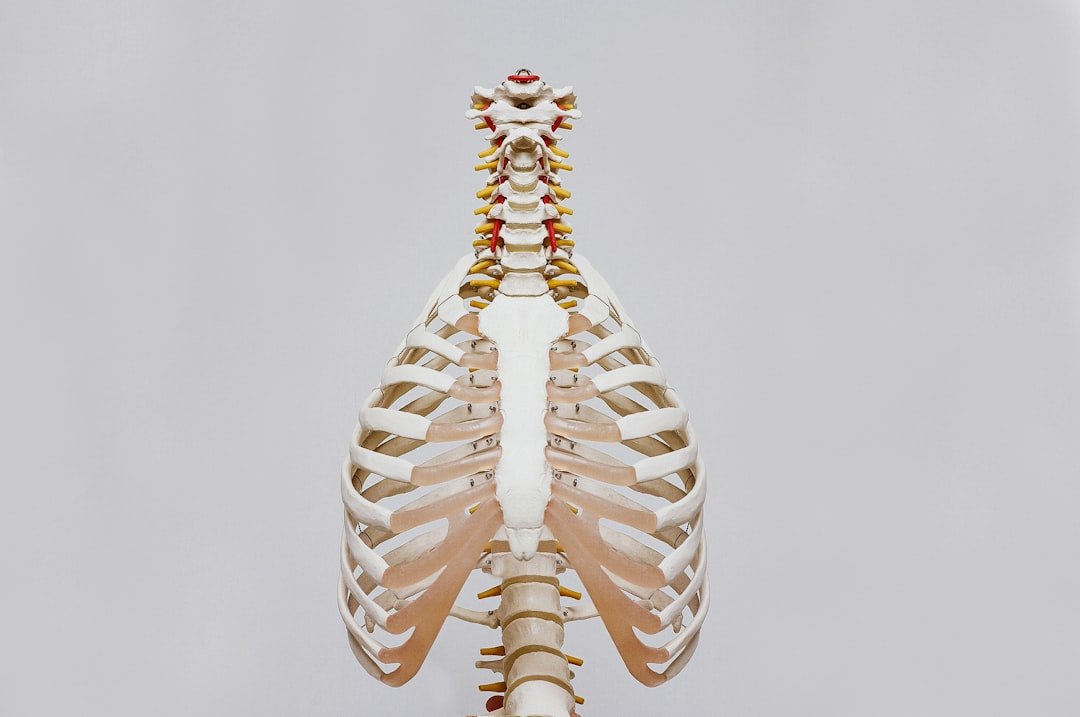 beige and white skeleton