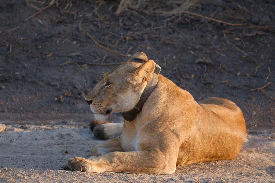 A lioness with a collar rests on the ground.